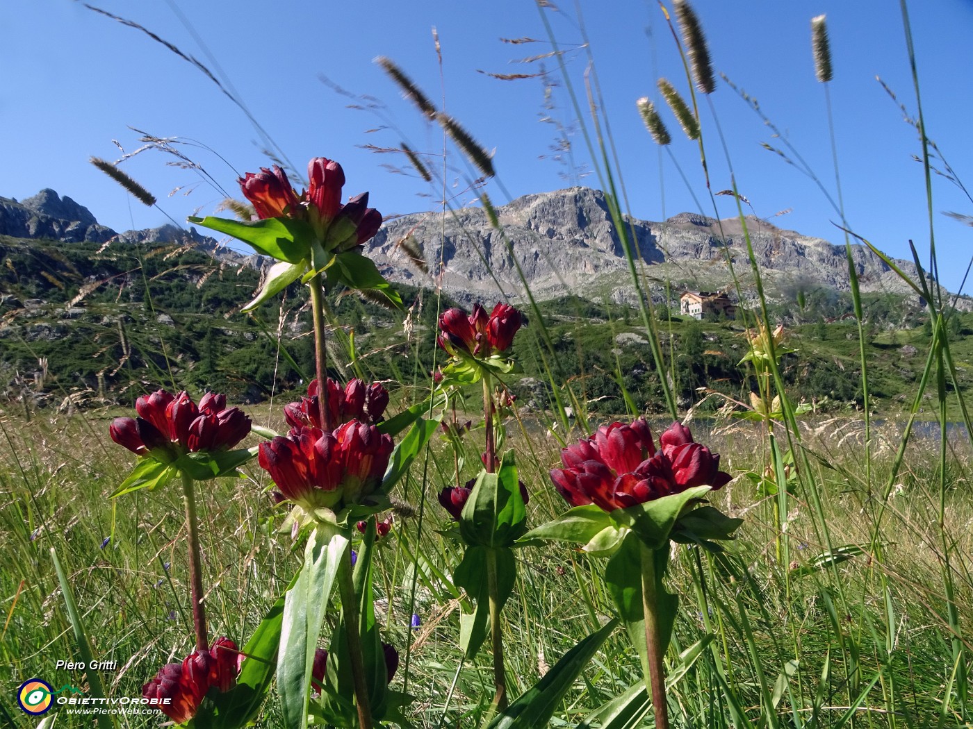 16 Dal Lago Rotondo Gentiana purpurea  con vista sul rif. Calvi e Cabianca .JPG -                                